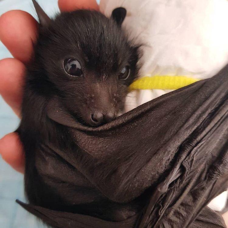cutest bat